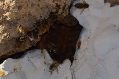 Abeille domestique