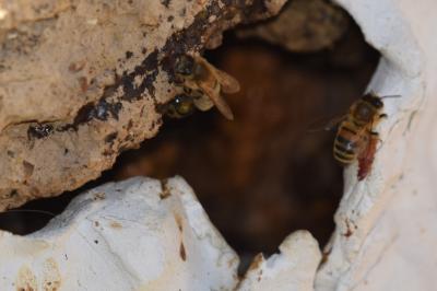 Abeille domestique