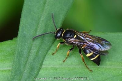 <i>Argogorytes mystaceus</i>