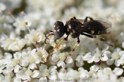 <i>Oxybelus trispinosus</i>