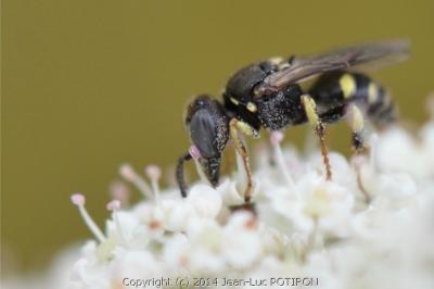 <i>Oxybelus trispinosus</i>