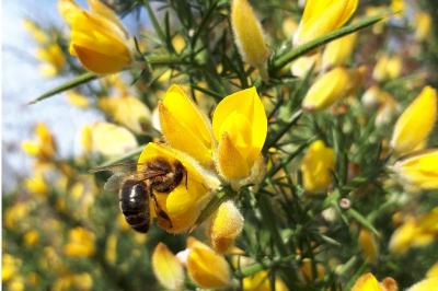 Abeille domestique