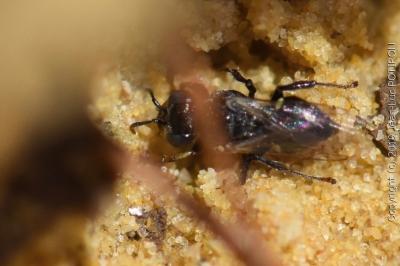 <i>Oxybelus bipunctatus</i>