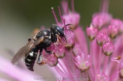 <i>Oxybelus uniglumis</i>
