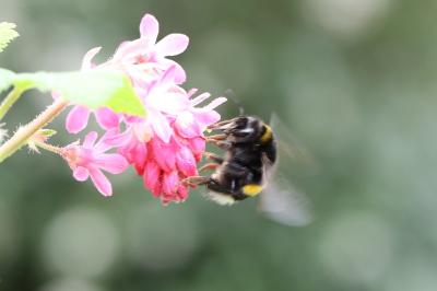 <i>Bombus terrestris/lucorum</i>