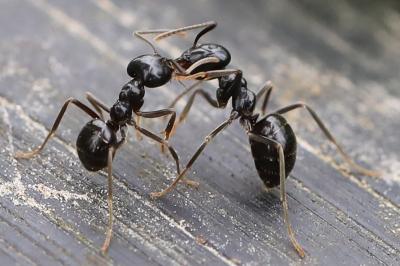<i>Lasius fuliginosus</i>