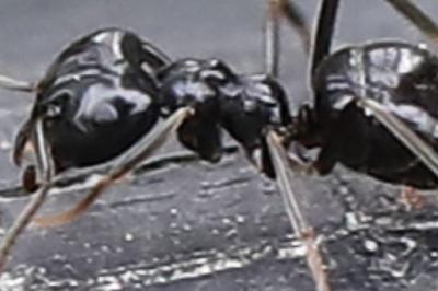 <i>Lasius fuliginosus</i>