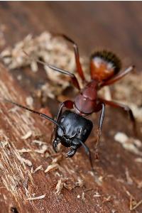 Camponotus ligniperda