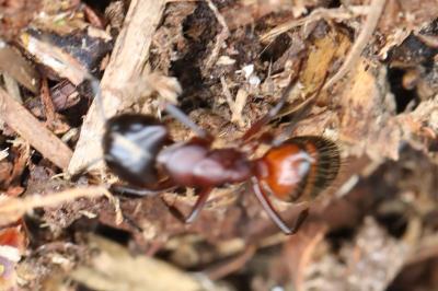 Fourmis charpentière