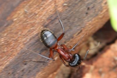Camponotus ligniperda