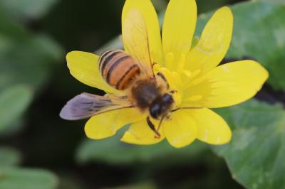Abeille domestique