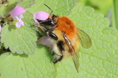 Bourdon des champs