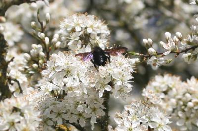 Xylocope violette