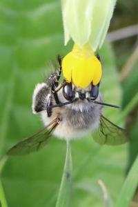 Anthophore à pattes plumeuses