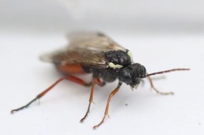 <i>Aglaostigma aucupariae</i>
