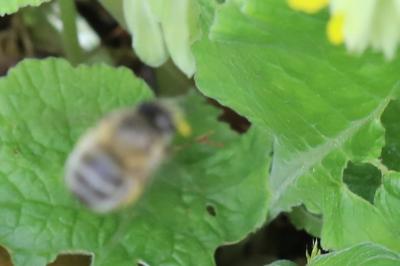 Anthophore à pattes plumeuses