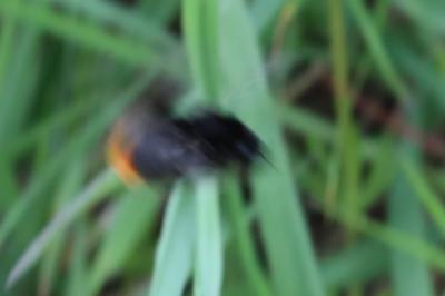 <i>Bombus</i>