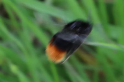 <i>Bombus</i>