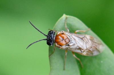 <i>Periclista albida</i>