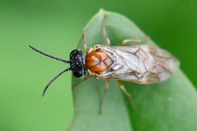 Periclista albida