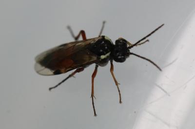 <i>Aglaostigma aucupariae</i>