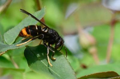Frelon à pattes jaunes