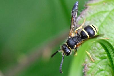 <i>Ancistrocerus</i>