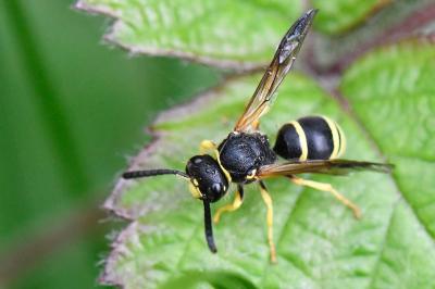 <i>Ancistrocerus</i>