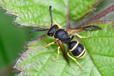 <i>Ancistrocerus</i>