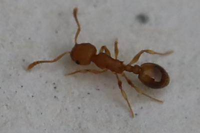 <i>Temnothorax</i>