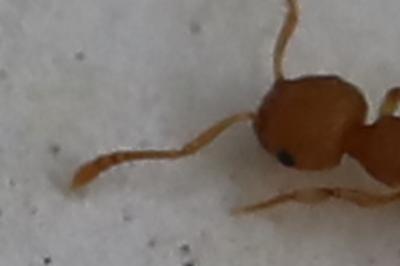 <i>Temnothorax</i>