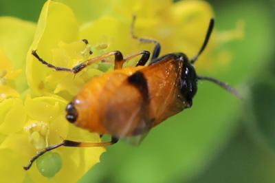 <i>Arge cyanocrocea</i>