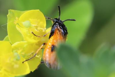 Arge cyanocrocea