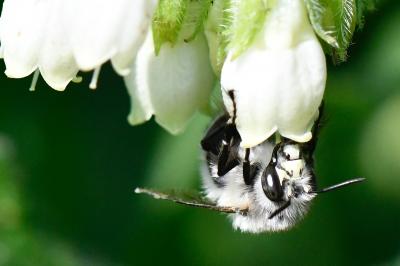Anthophore à pattes plumeuses