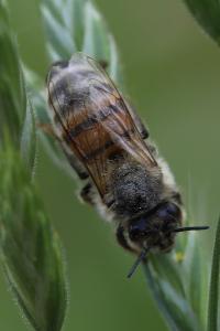 Abeille domestique