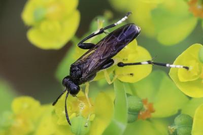 Mouche-à-scie à trois bandes jaunes