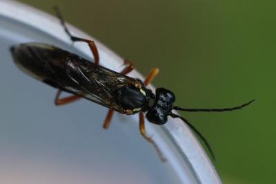 Mouche-à-scie noire à pattes fauves