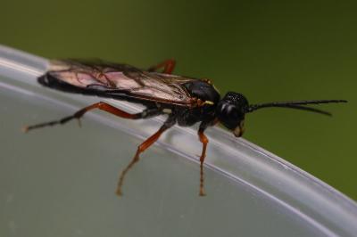 Mouche-à-scie noire à pattes fauves