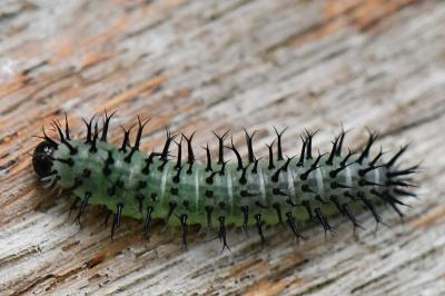<i>Periclista pubescens</i>