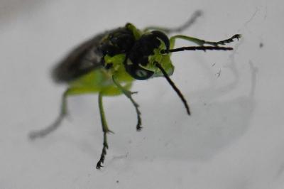 <i>Cytisogaster genistae</i>