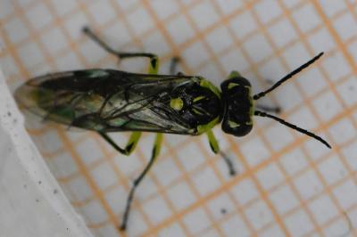 <i>Cytisogaster genistae</i>
