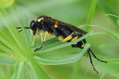 Mouche-à-scie à trois bandes jaunes