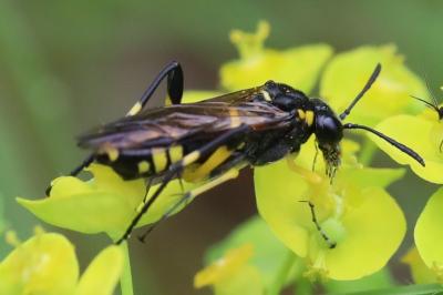 Mouche-à-scie à trois bandes jaunes