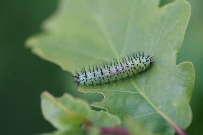 <i>Periclista pubescens</i>
