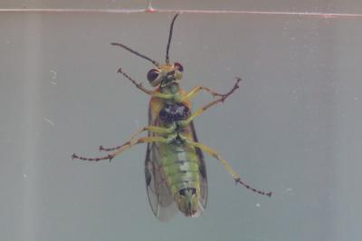 <i>Cytisogaster genistae</i>