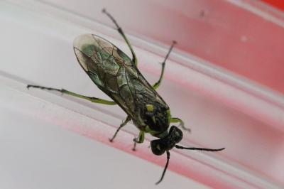 <i>Cytisogaster genistae</i>