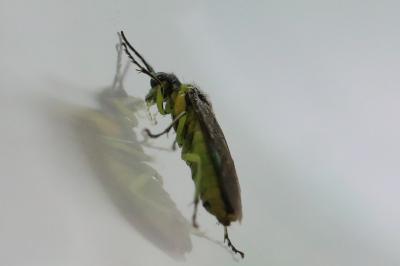 <i>Cytisogaster genistae</i>