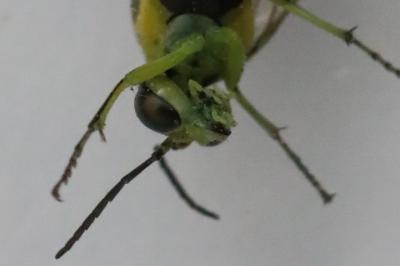 <i>Cytisogaster genistae</i>