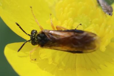 <i>Athalia bicolor</i>