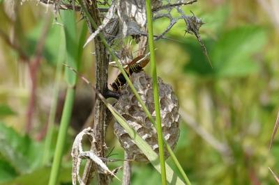 <i>Polistes nimpha</i>